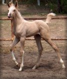 filly2wks2.jpg