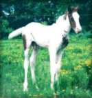 foal_1_.jpg